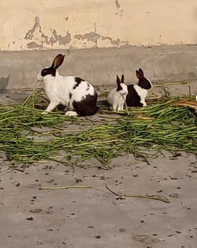 Breeder Pair Rabbit with 4 babies.