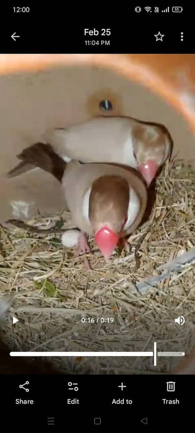 Java & Love birds breeder pair folding cage Bhi available he