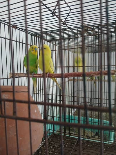 5 pair bajri parrot