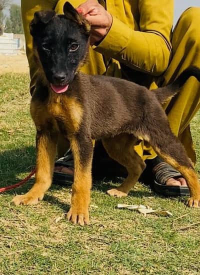 Alsatian female for sale 3 month for sale healthy fully security dog