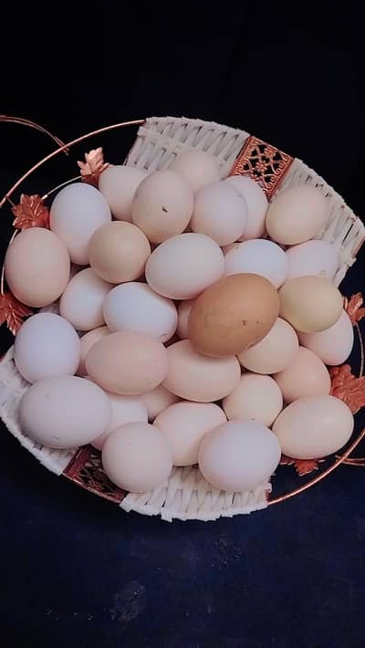 desi fertile organic eggs available