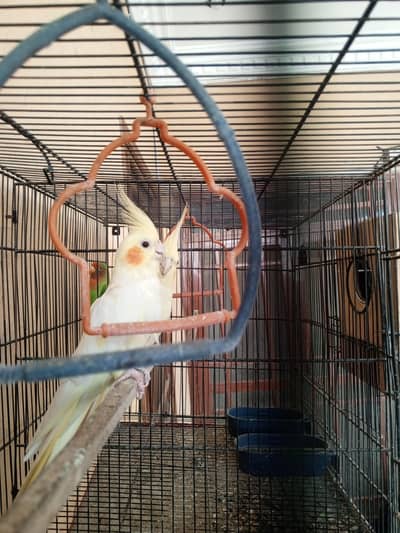 pair Cocktail bird for sale