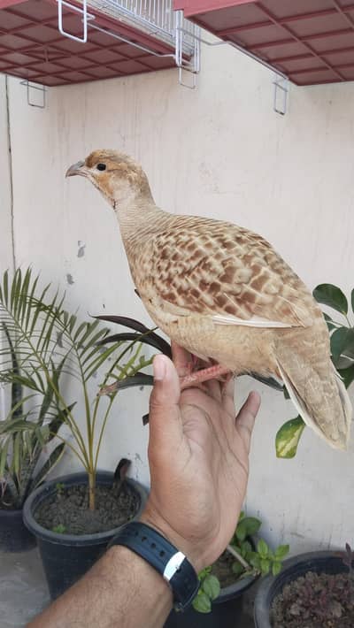 Irani  teetar hand tem Big size male. CT per bolata hai buhat