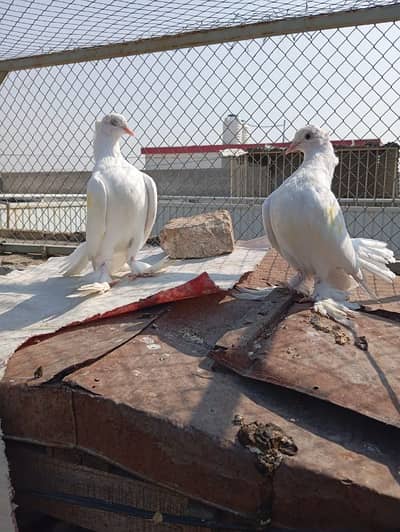 White Lacky for sale