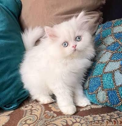 Persian cats My WhatsApp 03492207133 (&@_$928)