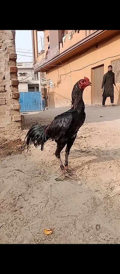 Aseel pkoyi Vietnam burmi blood. . . .