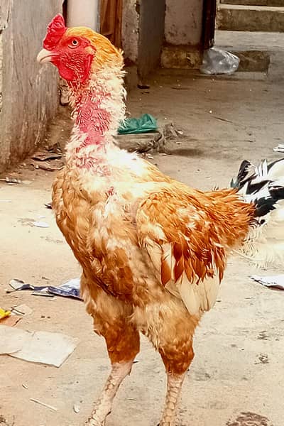 Aseel Murgha for sale