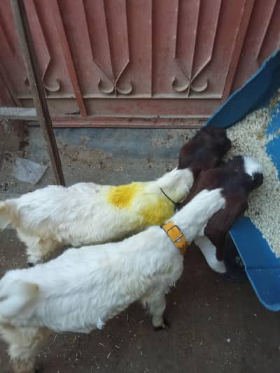 kamori bakry sell Karni hai