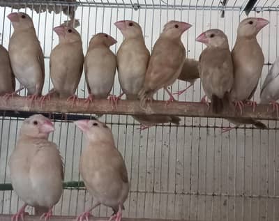 Fawn Java Chicks --- 03340998210
