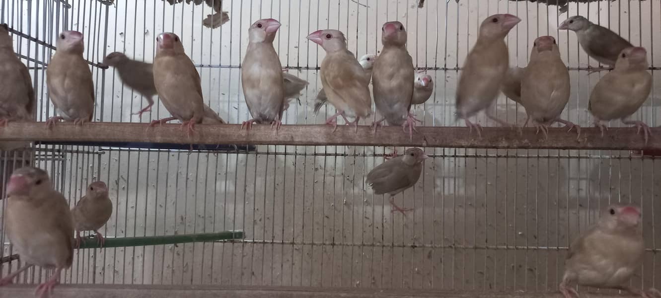 Fawn Java Chicks --- 03340998210 2