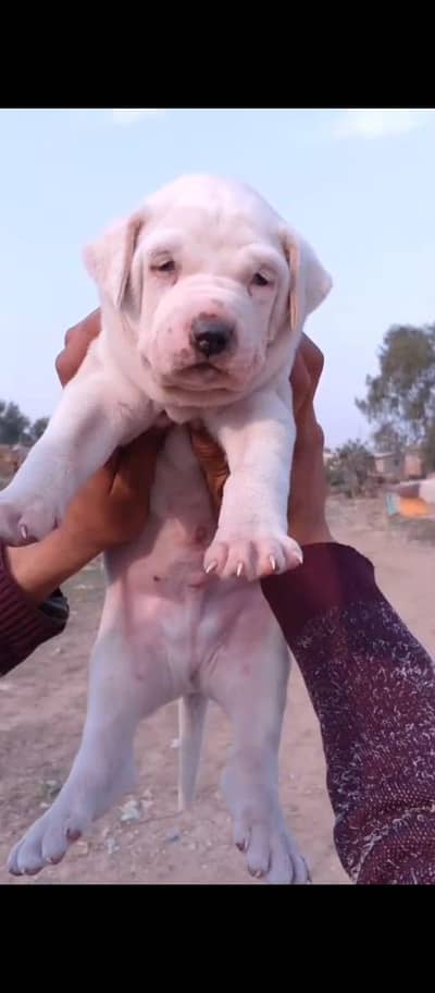 Bully | American bully | Bully male puppy for sale | white bully