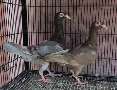 Top Quality English carrier breader pairs