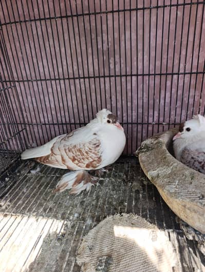 Top Quality English carrier breader pairs