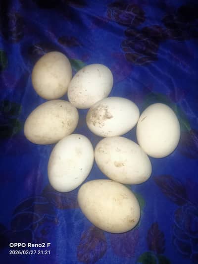 duck eggs