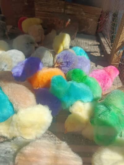 Farmi chiks 25 03019096127