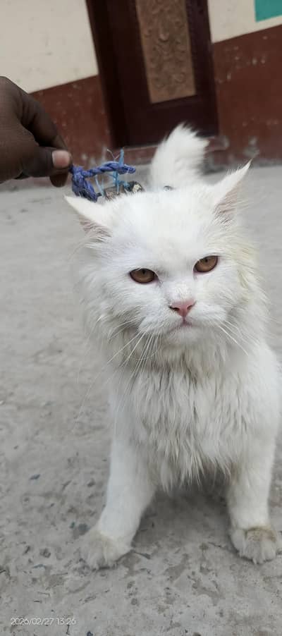 High Quality Persian cat