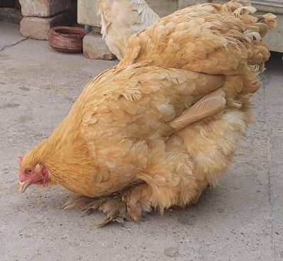 Golden heavy buff for sale.