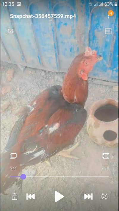 aseel sindhi long hight murga