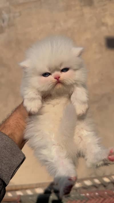 Triple Coated Peke Face Persian Kitten – VIP Quality – Hyderabad