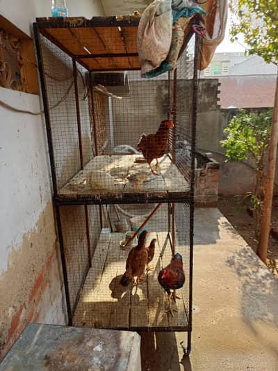 dabal cage ha magnat jali lgi hoi ha sth bards b ha