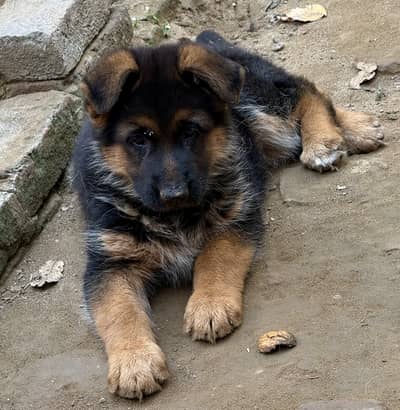 German shepherd Black and Tan puppy