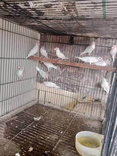 white java pathy for sale healthy active