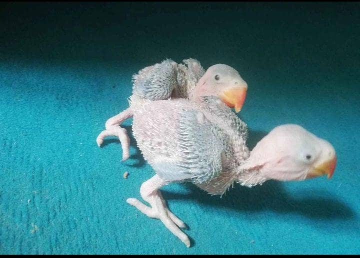Raw parrot chicks  0