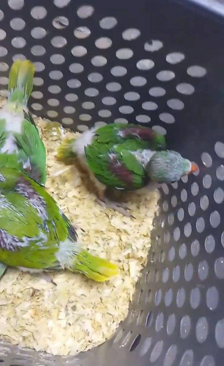 Raw parrot chicks  1