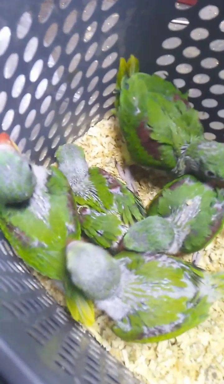 Raw parrot chicks  3