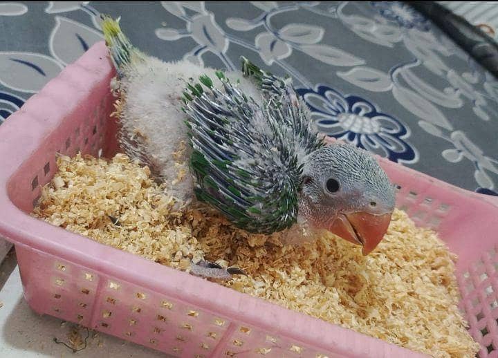 Raw parrot chicks  4