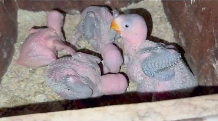 Raw parrot chicks  5