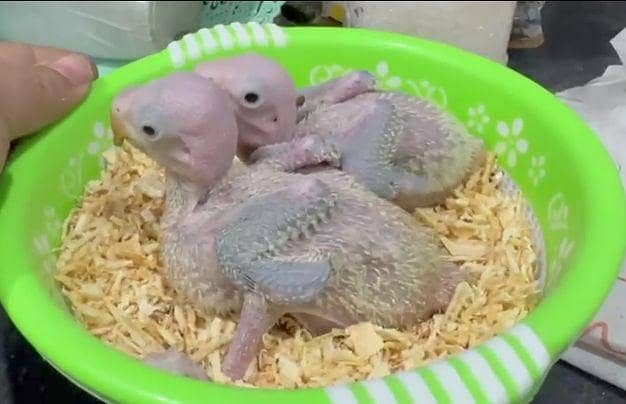 Raw parrot chicks  6