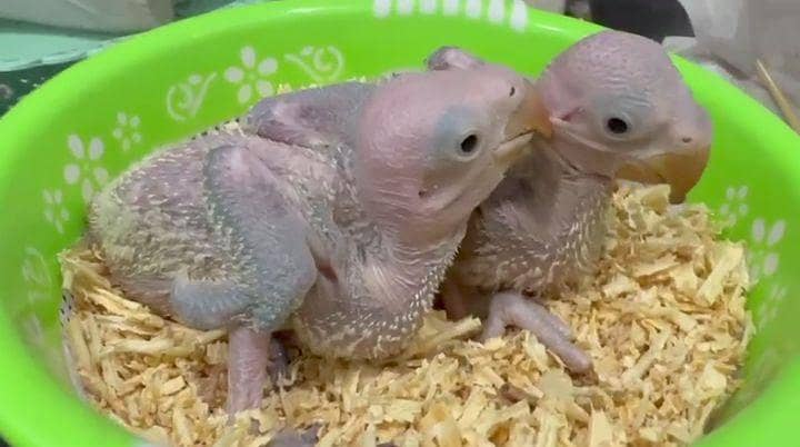 Raw parrot chicks  7