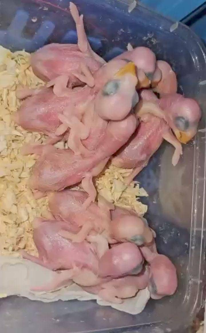 Raw parrot chicks  9