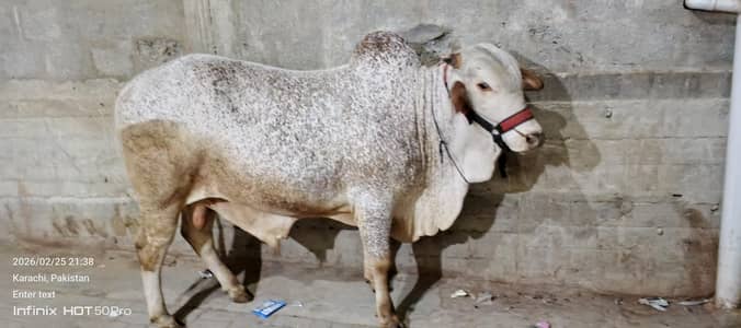 Nukhra Bachra Meat 7Man