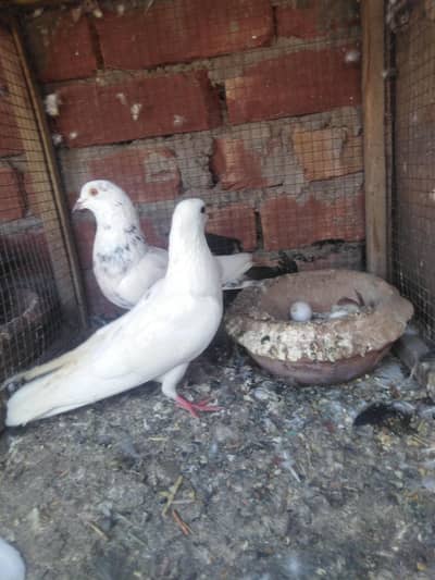 kabotr 03054000665 parc