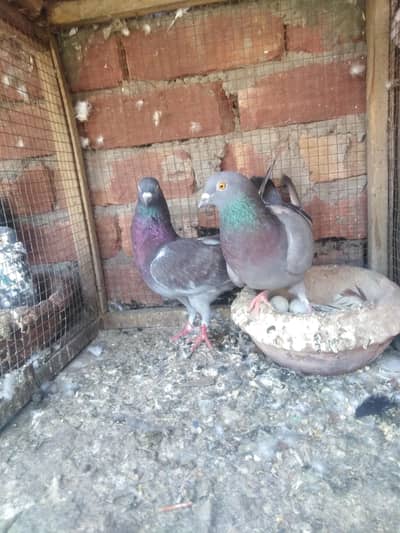 kabotr 03054000665 parc