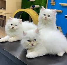 Persian cats My WhatsApp 03492207133 ($@$52)