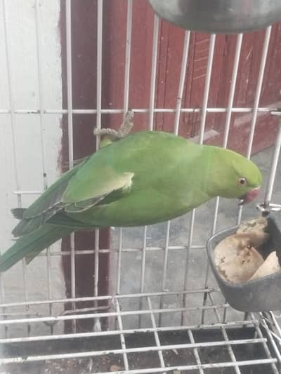 Full healthy Ready to breed female available