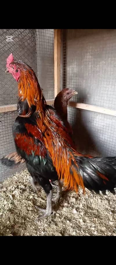 aseel | Thai aseel | dargon aseel | thai dargon aseel chicks