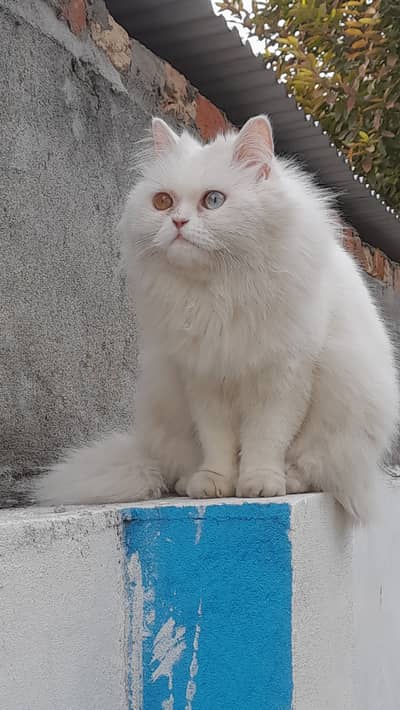 Persian white color punch face triple coat female breeder cat