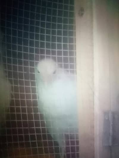 aseel chiks pair ka  pakka Nahi  pata number :,03131255240