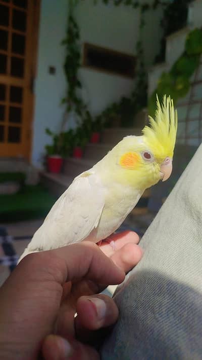 Handtamed Cocktail Common White Red Eye  No Bite For Sale