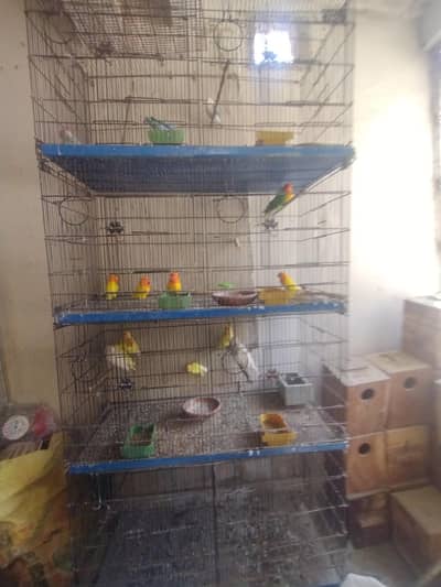 love bird,budgie,finch,java, cocktail cages available