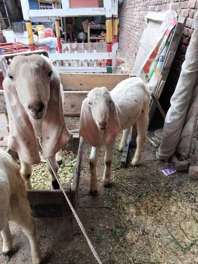 راجن پوری تین بکرے پار سیل قربانی کے لیے جس بھائی کو چاہیے اور رابطہ