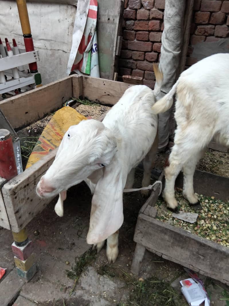 راجن پوری تین بکرے پار سیل قربانی کے لیے جس بھائی کو چاہیے اور رابطہ 1