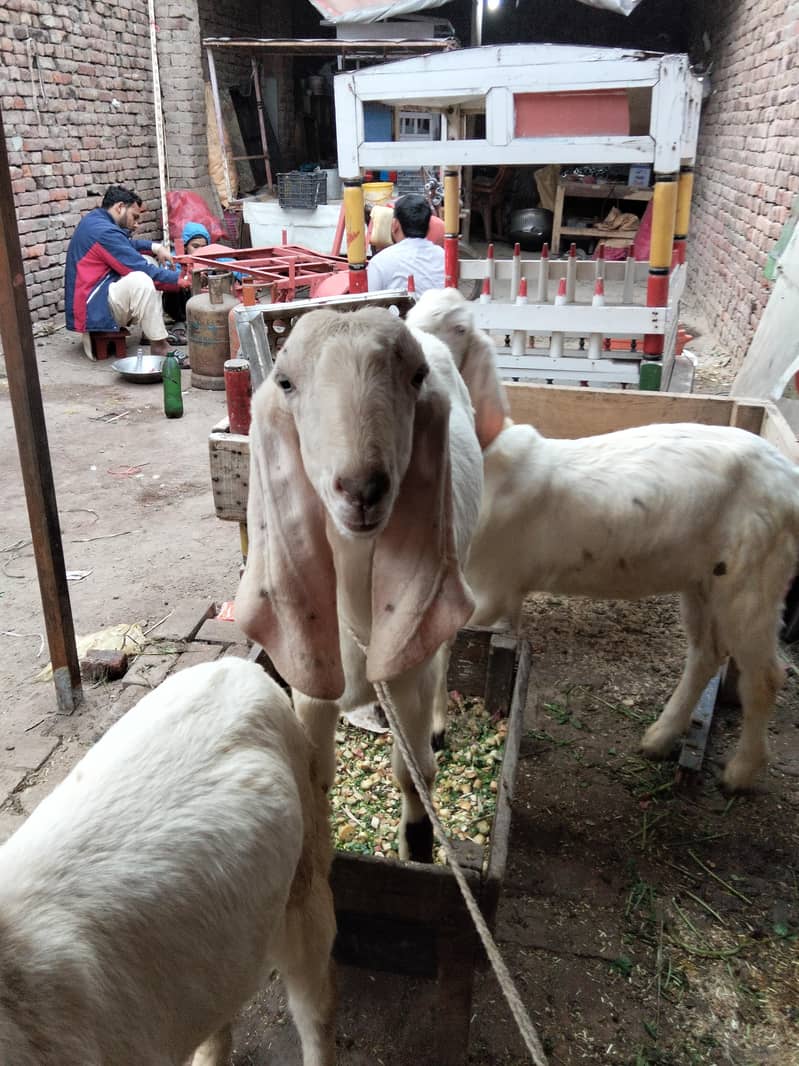 راجن پوری تین بکرے پار سیل قربانی کے لیے جس بھائی کو چاہیے اور رابطہ 2