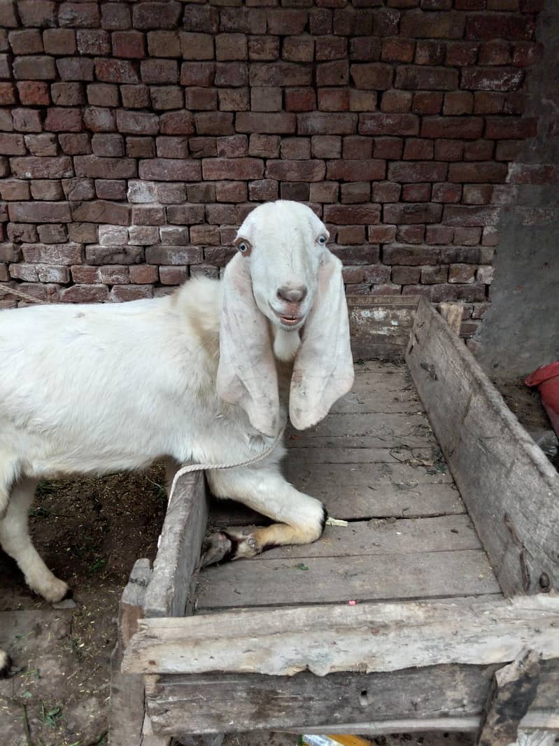 راجن پوری تین بکرے پار سیل قربانی کے لیے جس بھائی کو چاہیے اور رابطہ 3