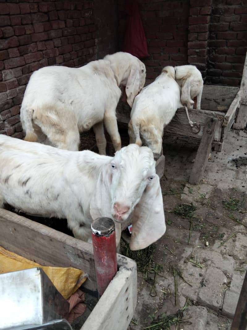 راجن پوری تین بکرے پار سیل قربانی کے لیے جس بھائی کو چاہیے اور رابطہ 4