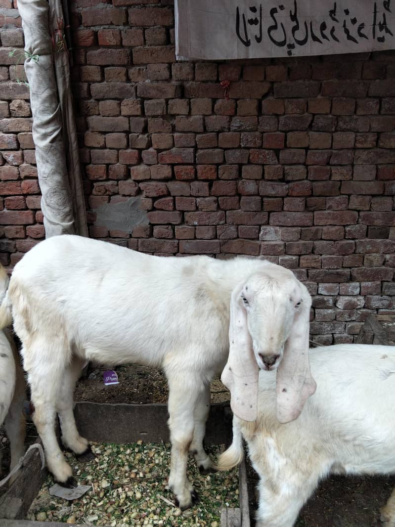 راجن پوری تین بکرے پار سیل قربانی کے لیے جس بھائی کو چاہیے اور رابطہ 5